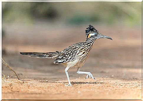 Road runner in the desert.  Geococcys californianus.