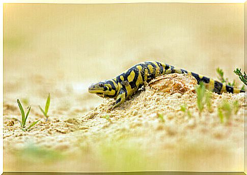 Tiger salamander.