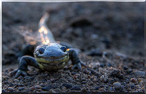 Tiger salamander in its habitat