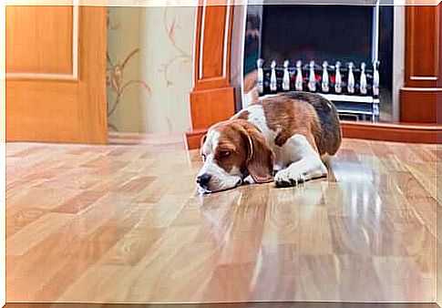 The dangers of laminate flooring for dogs