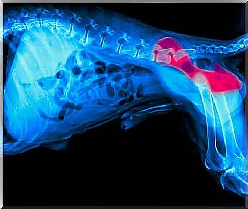 X-ray of hip dysplasia in dogs