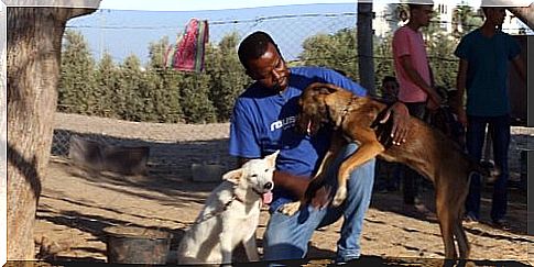 The dogs of Gaza now have a place to live