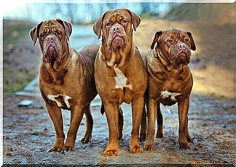 The Dogue de Bordeaux: a wonderful breed