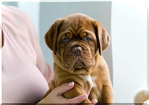 puppy of Dogue de Bordeaux