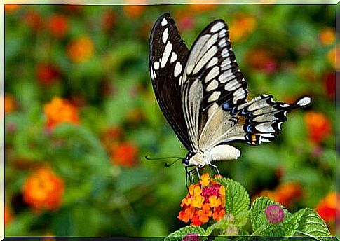 The giant swallowtail butterfly: an exotic species