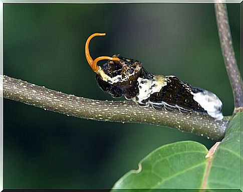 Butterfly larva on branch 