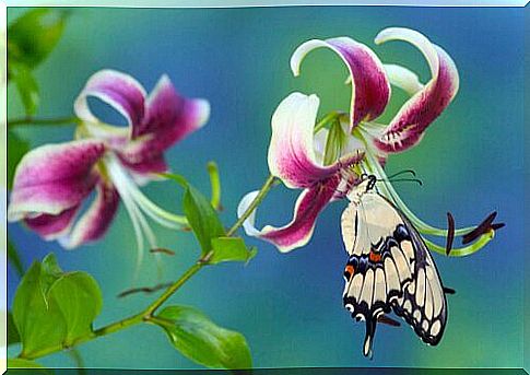 Giant swallowtail butterfly sitting on flower 