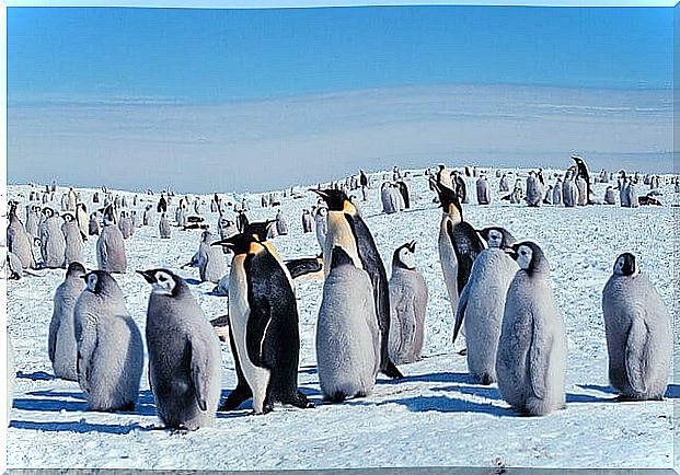 The hard life of the emperor penguin