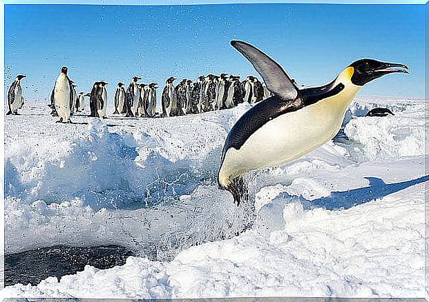 un pinguino imperatore salta fuori dall'acqua sul ghiaccio