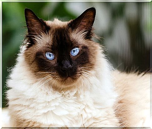 The Himalayan cat