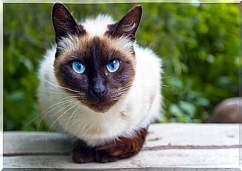 Siamese cat