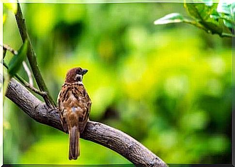 House sparrow above a tree branch.