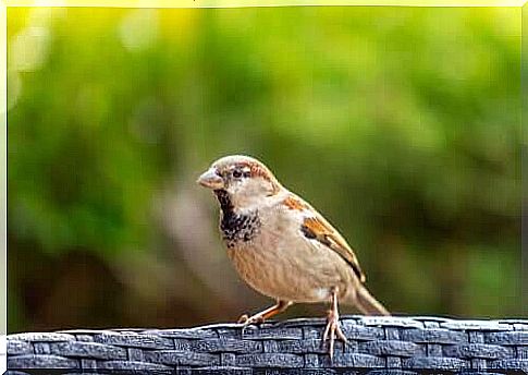 Passer domesticus Linnaeus.