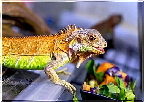 The diet of the iguana and its importance for health