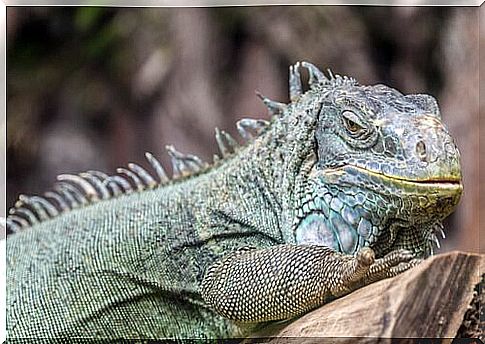 Green iguana lying down 