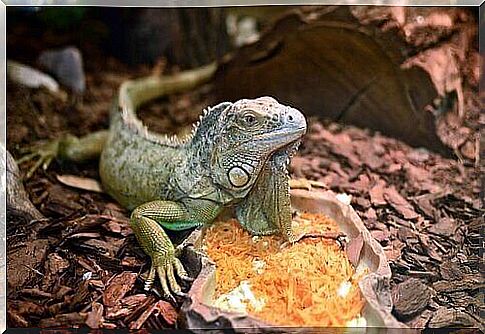 iguana with food 