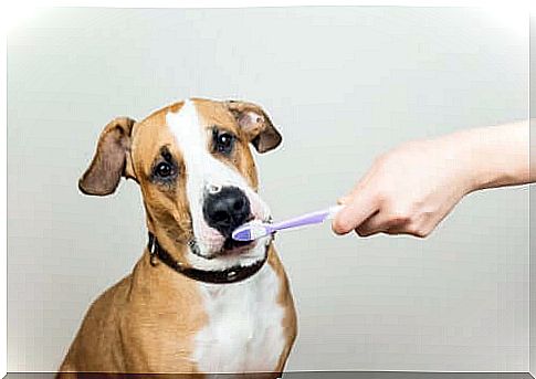 The importance of dental health for pets