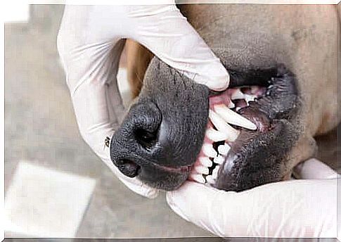 Dental health is also very important for pets