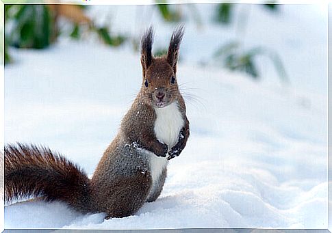 The island of Hokkaido, Japan: home to beautiful and unique animals