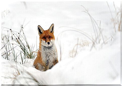 Red fox