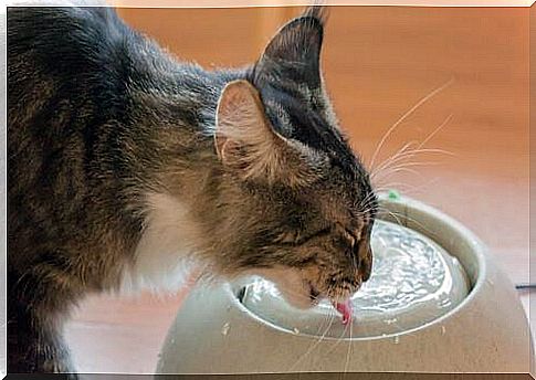 Cat drinks water