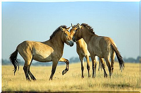 The language of horses: how to understand and interpret it