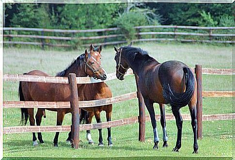 three horses in a stud farm with a fence