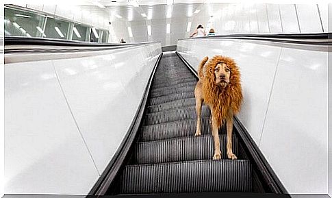 The lion dog becomes famous on the internet