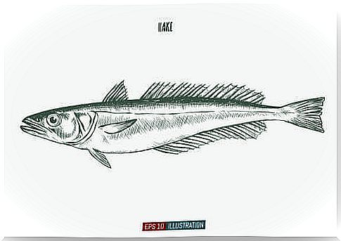 Hake fish: drawing