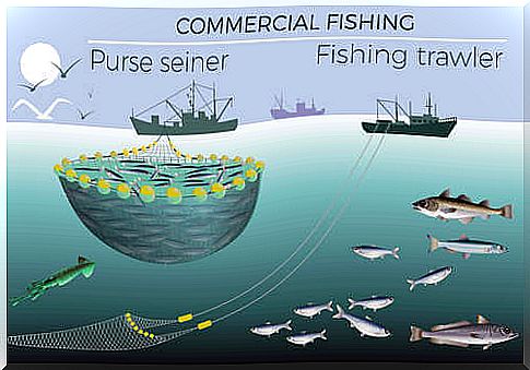 Cod fishing scheme