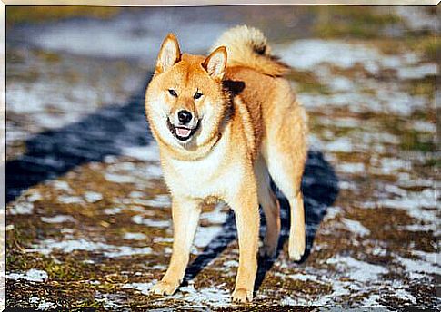 Dog specimen similar to Hachiko