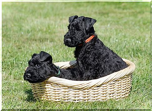 Black Schnauzers