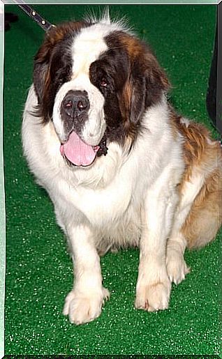 Saint Bernard lying with his tongue out