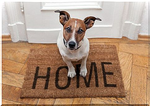 Jack russel sitting on the doormat of a door