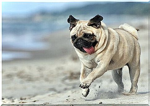 Pug runs on the beach