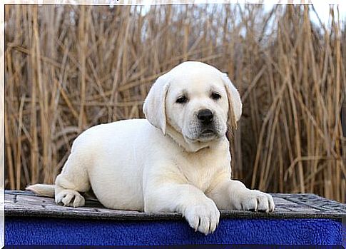 Labrador puppy on the roof of his doghouse