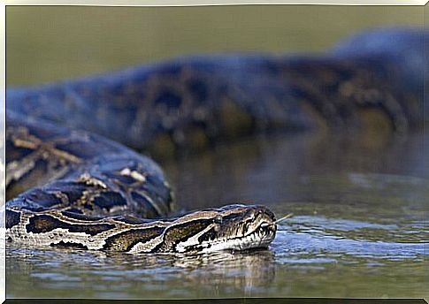 a snake of foime as it glides on the water