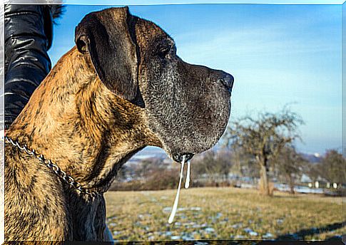 Drooling dog.