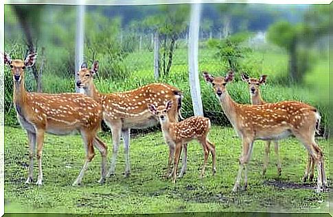 Fallow deer at the park