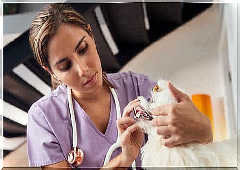 Veterinary visiting a dog