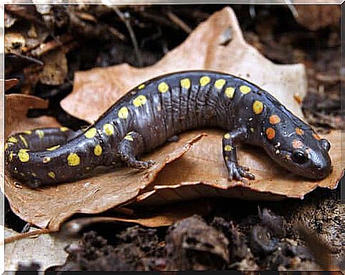 The salamander and its fantastic weapons against predators