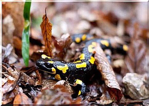 Salamander among the leaves.