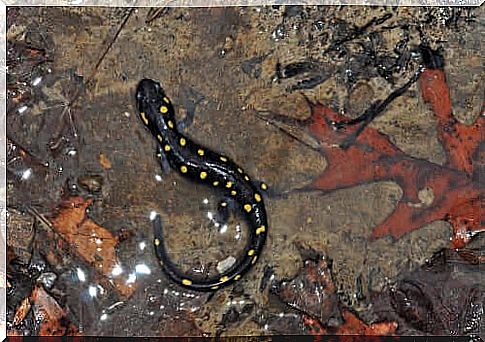  Ambystoma maculatum.