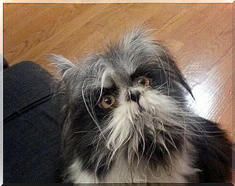 The strange animal that appeared on Twitter: dog or cat?