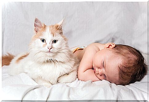 newborn and cat