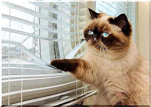 Cat looking out of a Venetian blind.