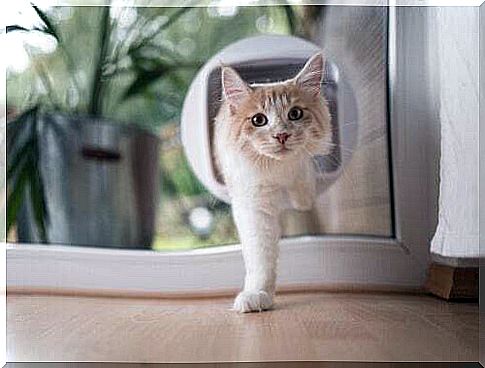 White cat coming out of a cat flap.