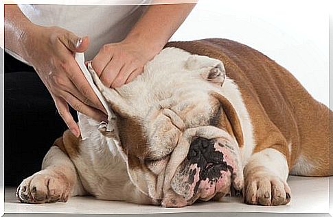 woman cleans ears to english bulldog