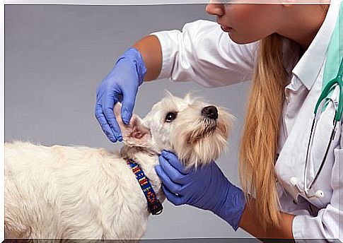 vet cleans a dog's ears