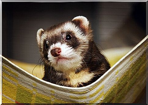 head and muzzle of a ferret seen up close